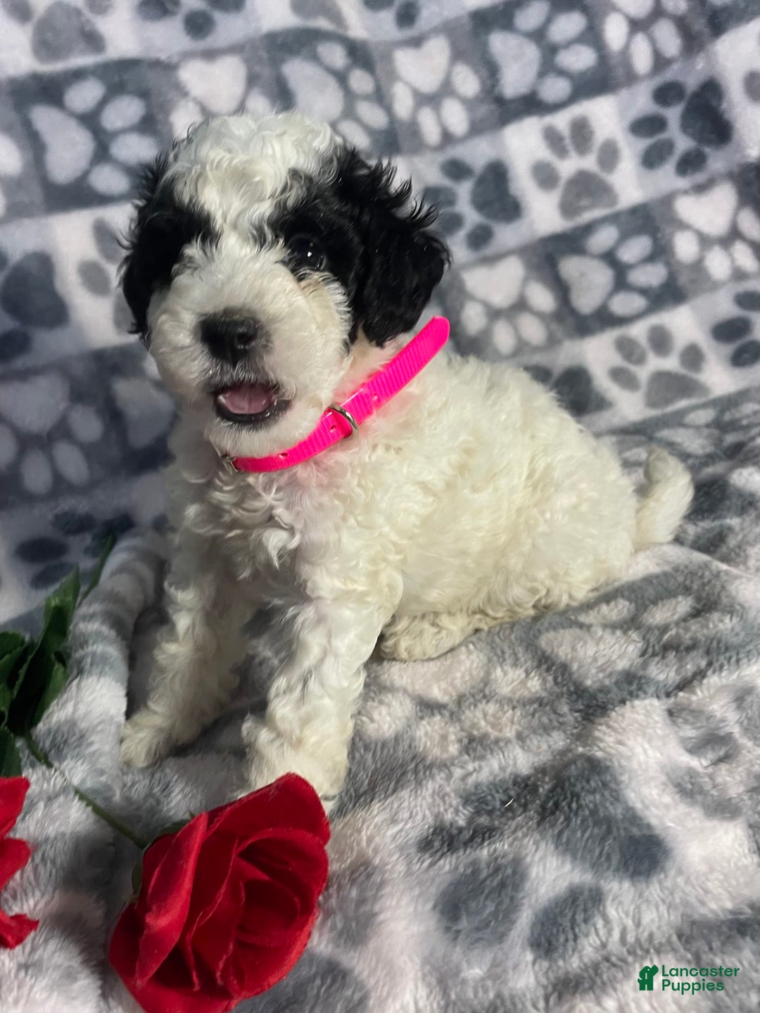 Toy Poodle dogs for sale: Chip - Image 7
