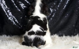 Cavalier King Charles Spaniel dogs for sale: Emerald - Image 1