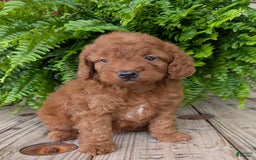 Mini Goldendoodle dogs for sale: Mini -lilly - Image 17