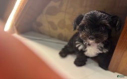 Yorkiepoo dogs for sale: Lily - Image 3