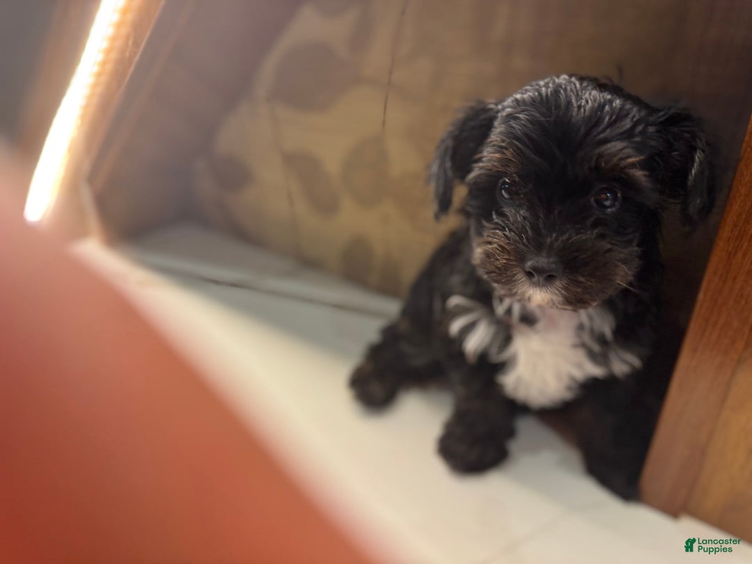 Yorkiepoo dogs for sale: Lily - Image 3