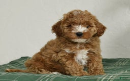 Cavapoo dogs for sale: Finny - Image 1