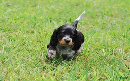 Dachshund dogs for sale: Akc Prince - Image 6