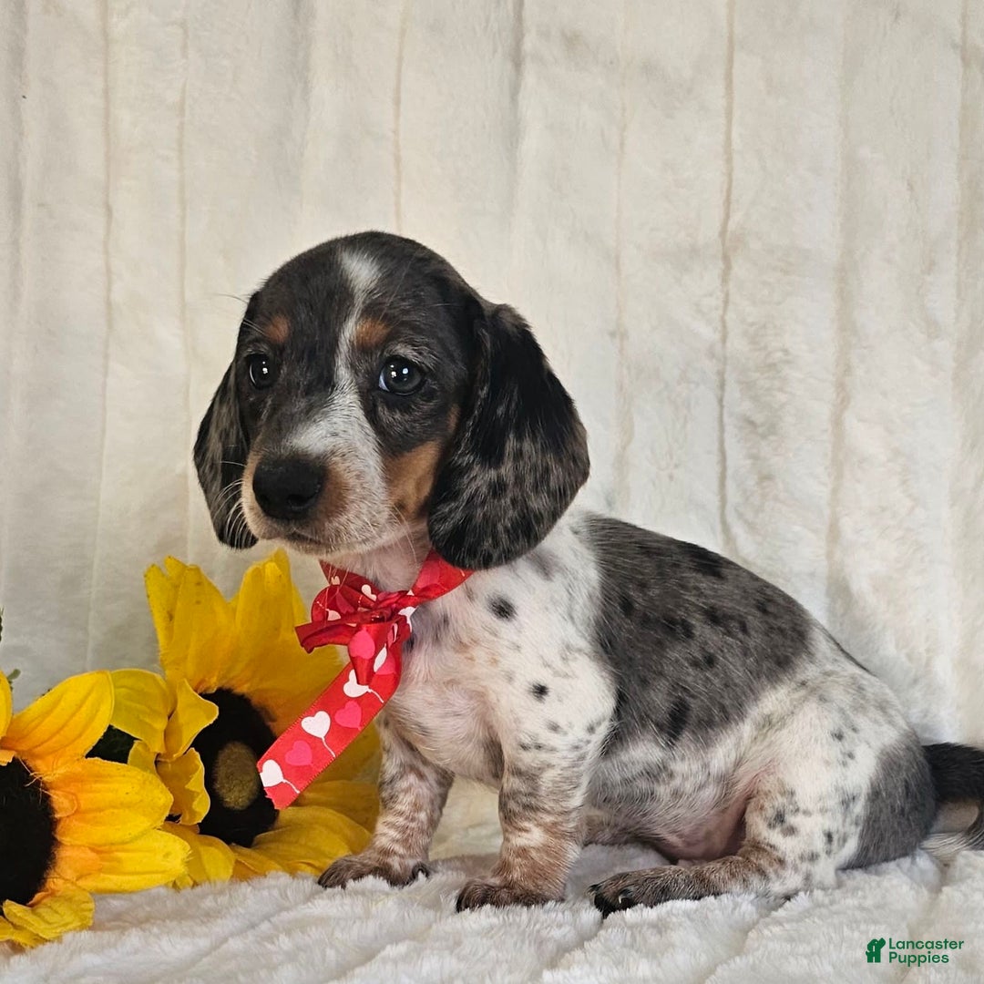 Dachshund dogs for sale: Miss Bailey - Image 18