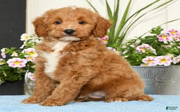 Mini Goldendoodle dogs for sale: Qbert - Image 6