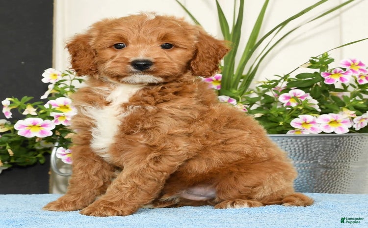Mini Goldendoodle dogs for sale - Ad 3