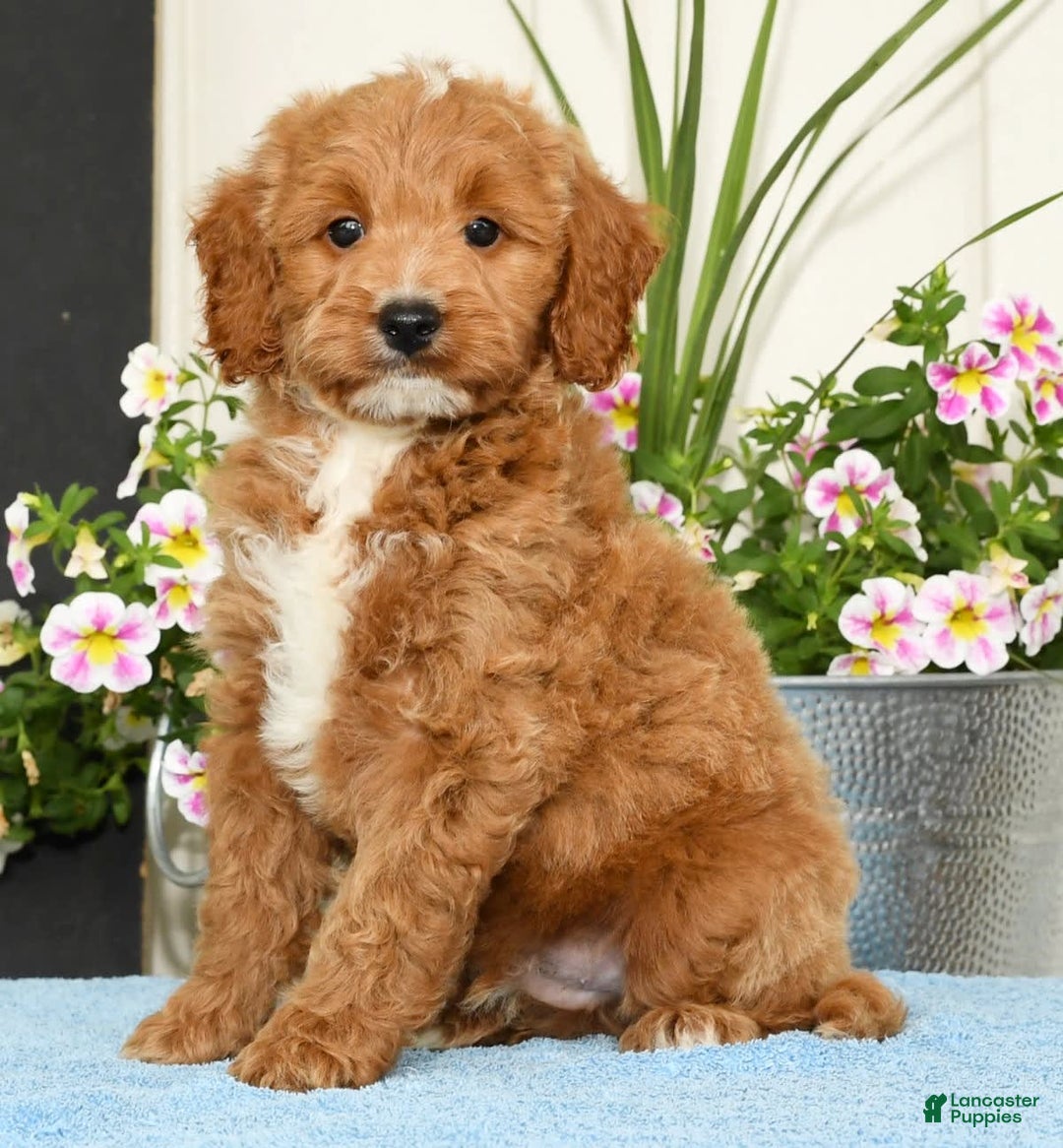 Mini Goldendoodle dogs for sale: Qbert - Image 6