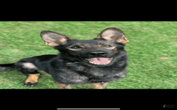 German Shepherd dogs for sale: Jax - Image 7