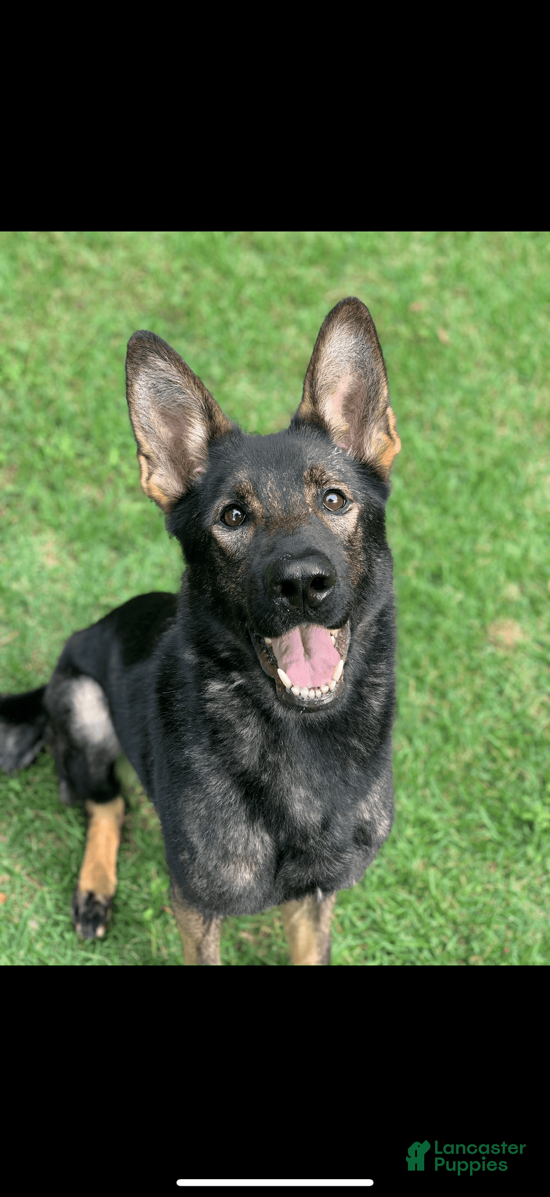 German Shepherd dogs for sale: Jax - Image 7
