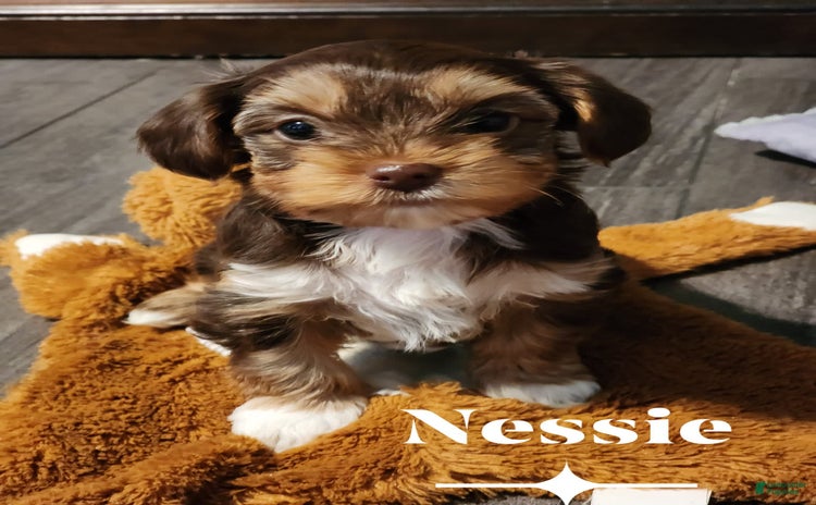Yorkshire Terrier dogs for sale - Ad 2