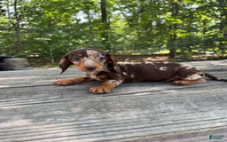 Miniature Dachshund dogs for sale: Duchess - Image 5
