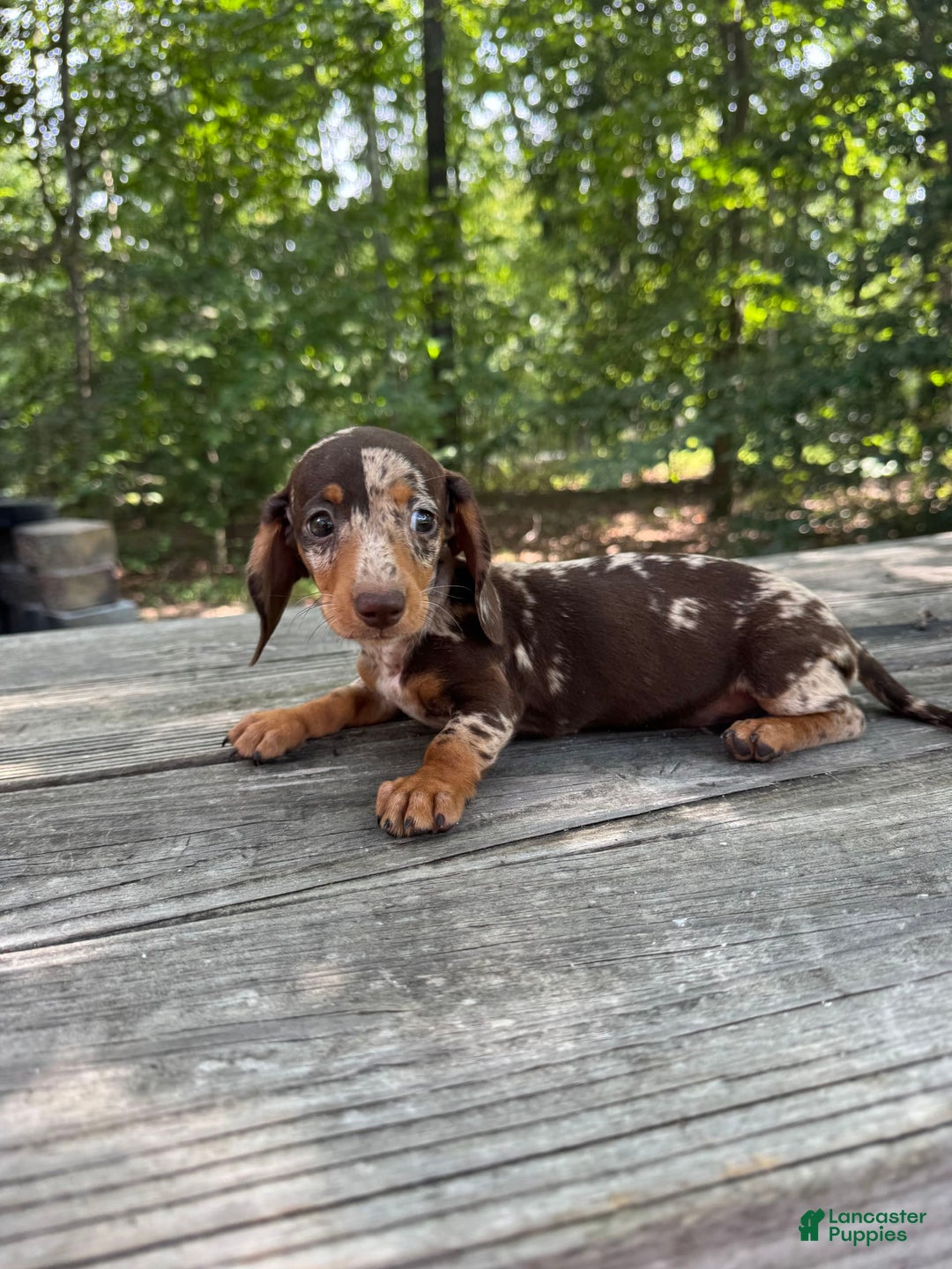Miniature Dachshund dogs for sale: Duchess - Image 5
