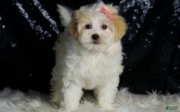 Maltipoo dogs for sale: Prissy - Image 7