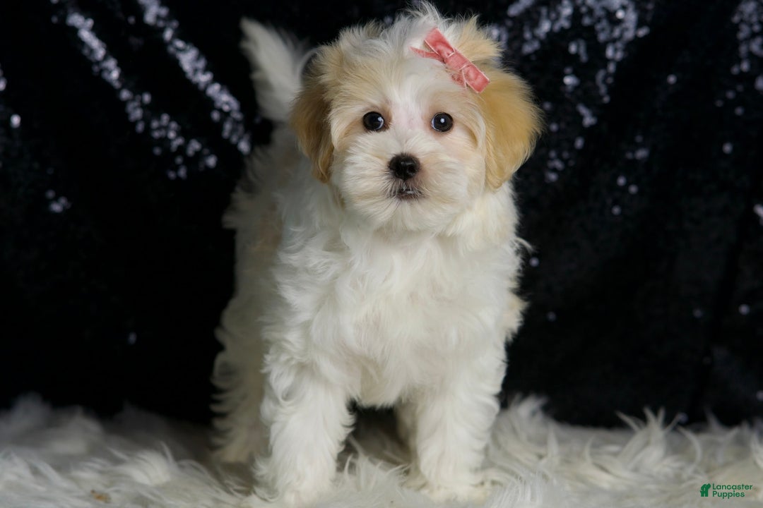 Maltipoo dogs for sale: Prissy - Image 7