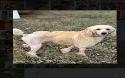 Standard Poodle dogs for stud: Blanc - Image 1