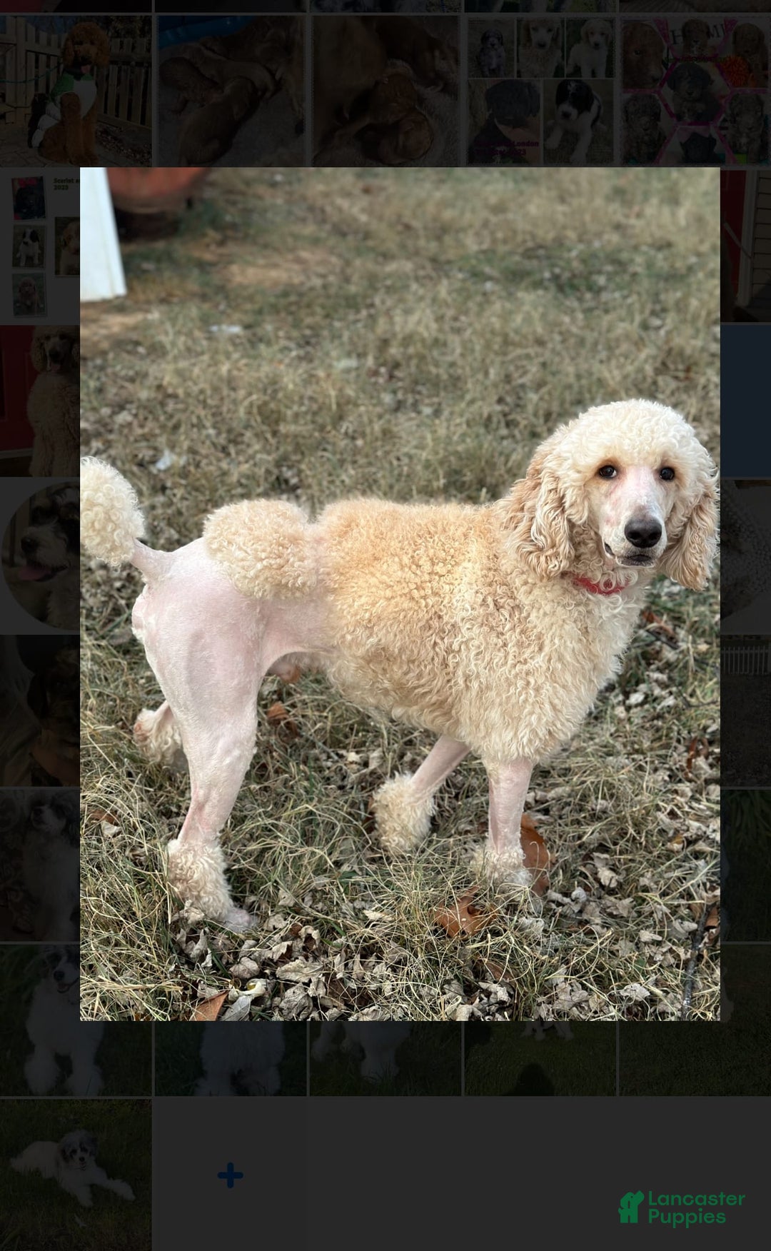 Standard Poodle dogs for stud: Blanc - Image 1