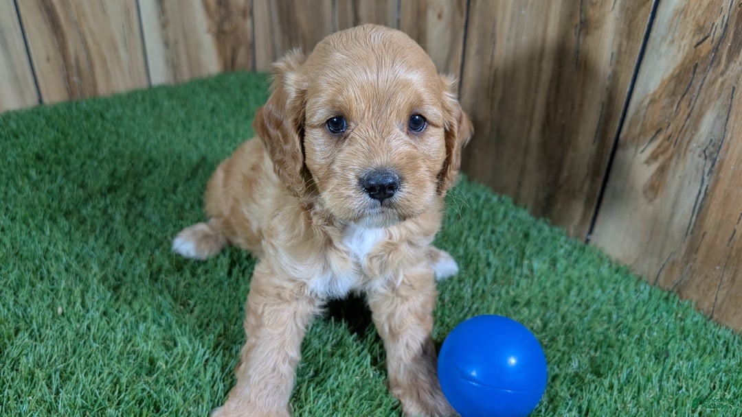 Cavapoo dogs for sale: Sprinkles Boy 2 - Image 7