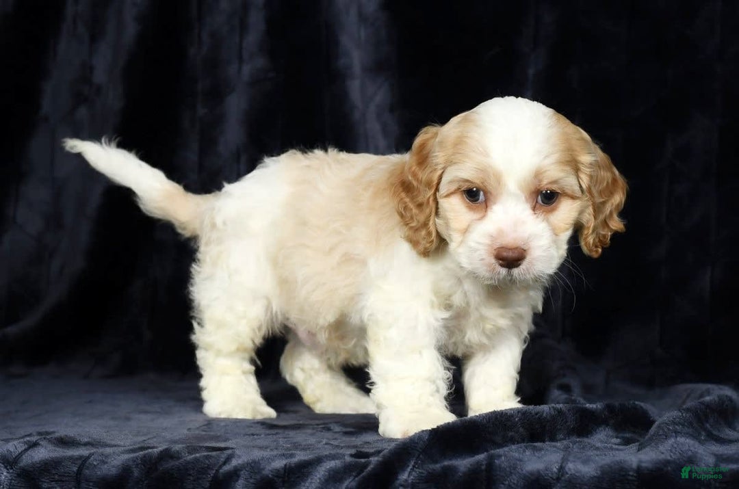Cavapoo dogs for sale: Tinker - Image 3