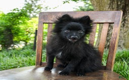 Pomeranian dogs for sale: Midnight - Image 4