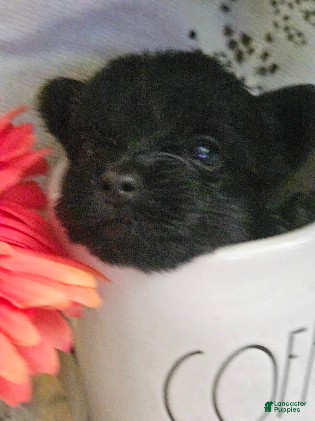 Yorkshire Terrier dogs for sale: Ziggy - Image 3