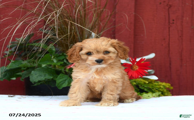 Cockapoo dogs for sale - Ad 2