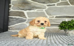 Bichpoo dogs for sale: Vince - Image 2