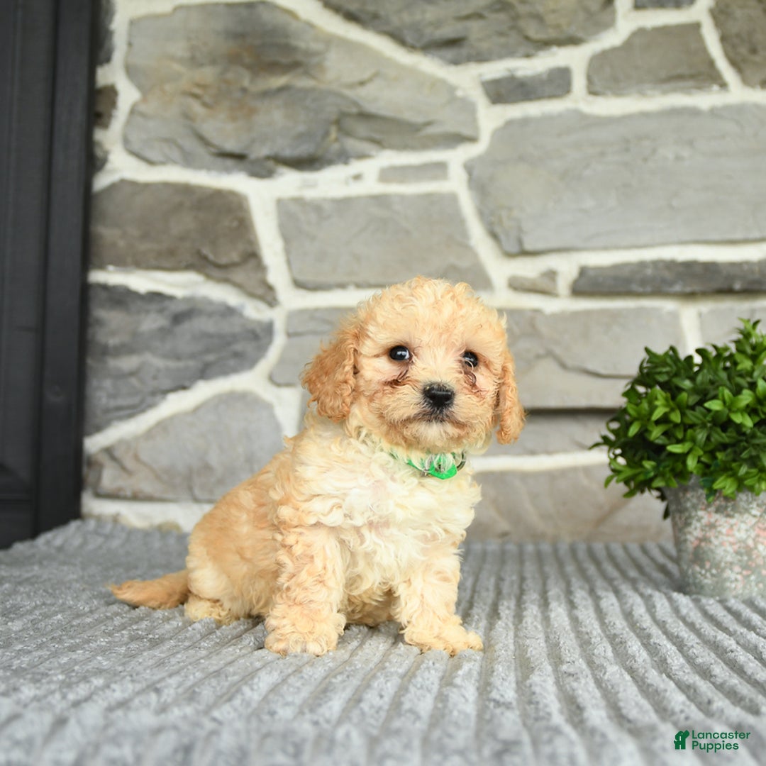 Bichpoo dogs for sale: Vince - Image 2