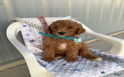 Goldendoodle dogs for sale: Kobe F2b - Image 21
