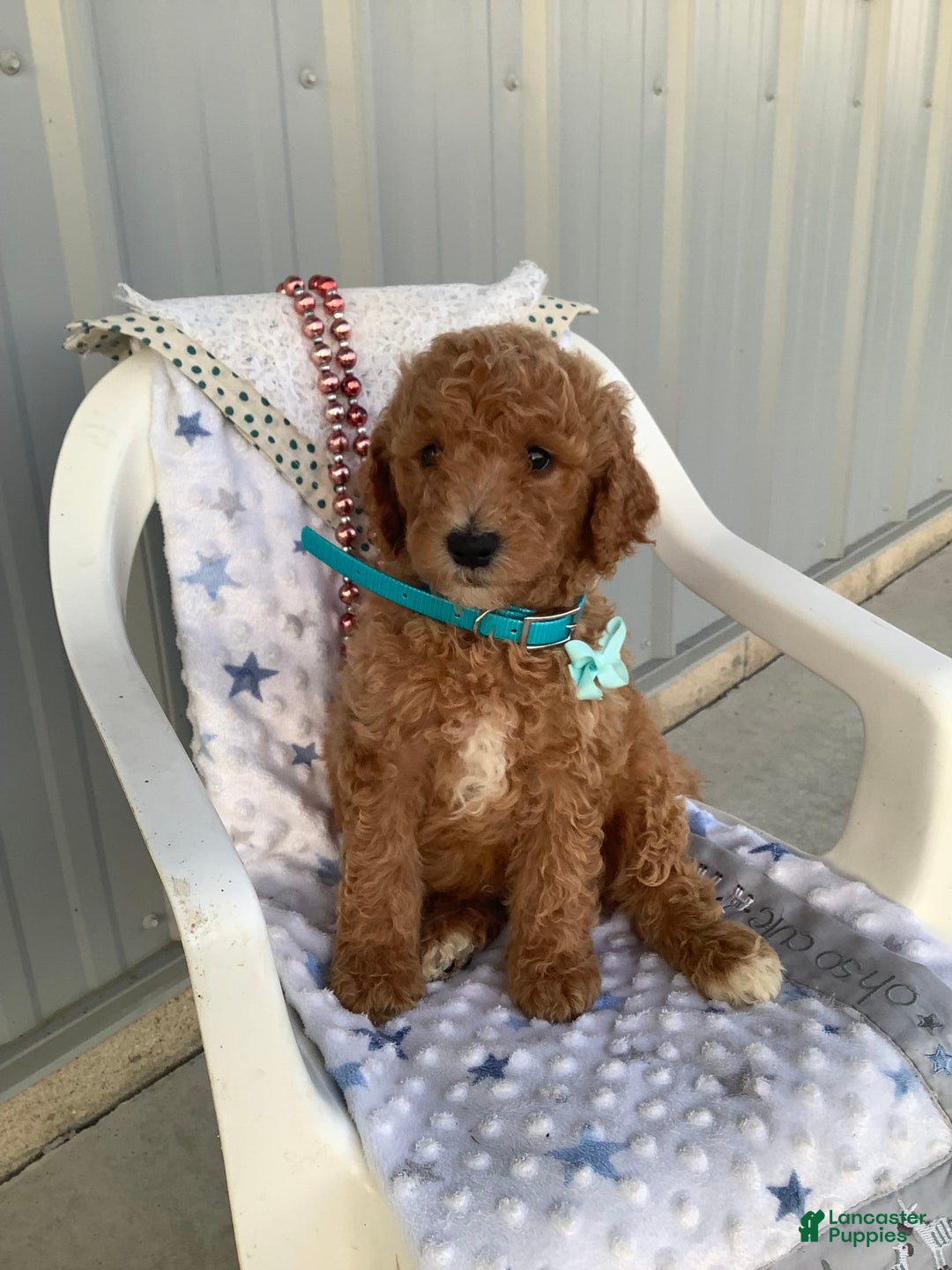 Goldendoodle dogs for sale: Kobe F2b - Image 21