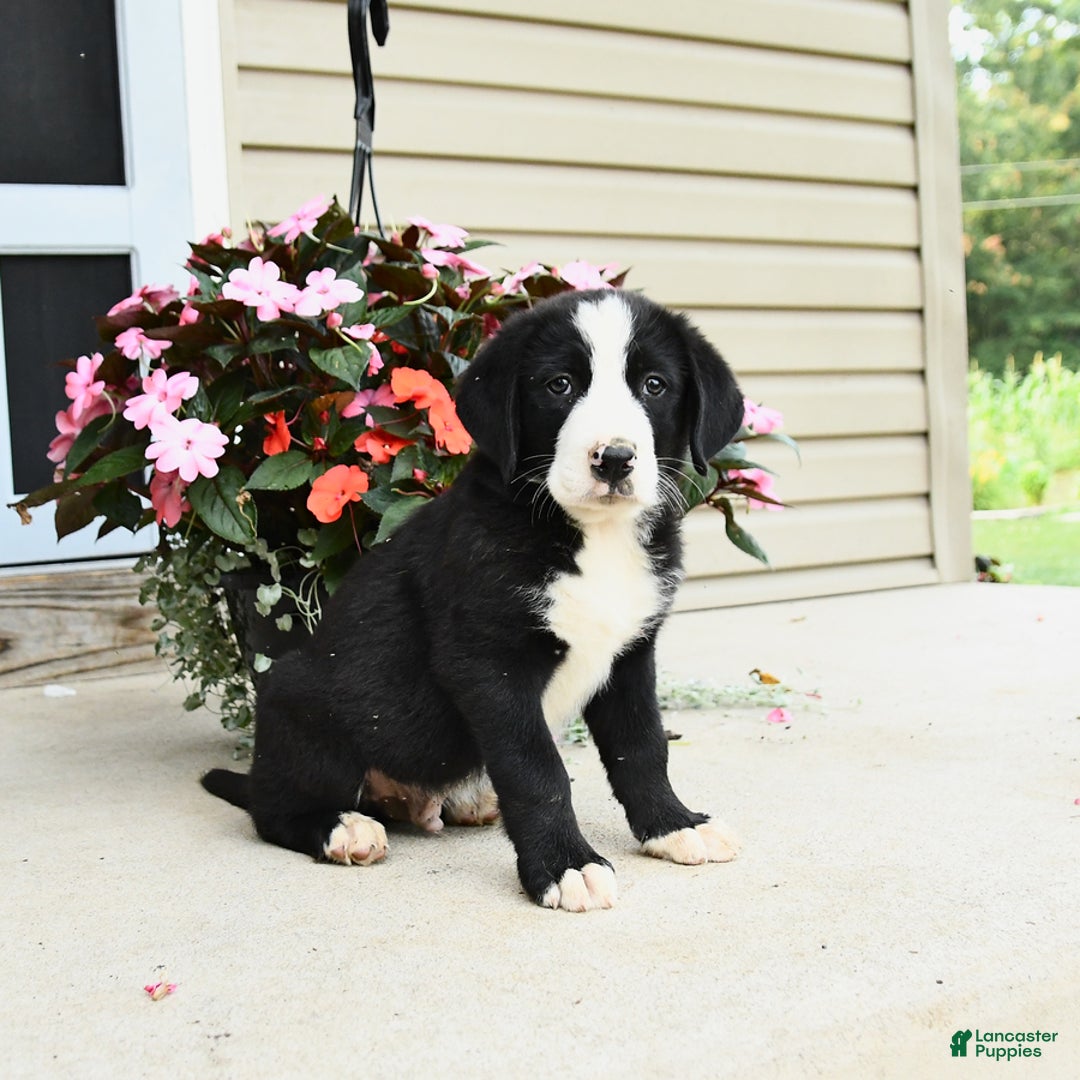 Bernese Mountain Dog dogs for sale: Pal - Image 3