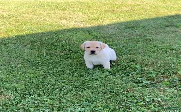 Labrador Retriever dogs for sale - Ad 4