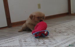 Golden Retriever dogs for sale: Twinkie - Image 12