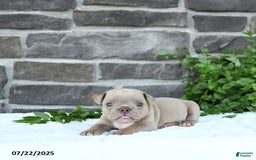 Olde English Bulldogge dogs for sale: Cody - Image 5
