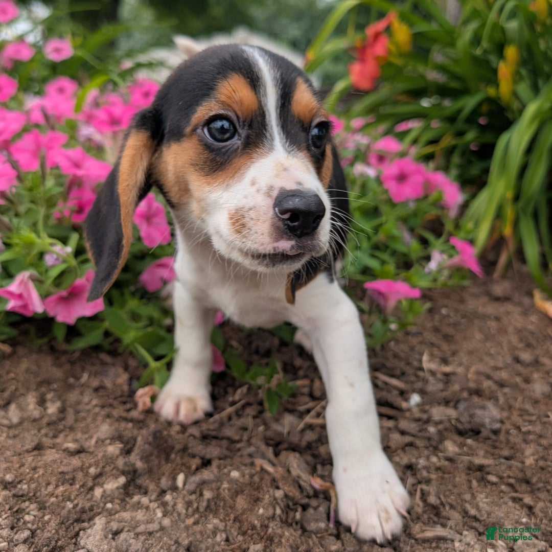 Beagle dogs for sale: Pistacio - Image 8