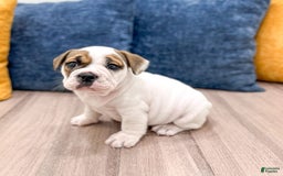Beabull dogs for sale: Darla - Image 8