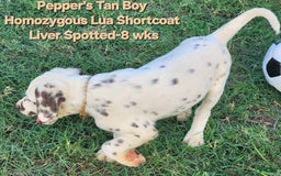 Dalmatian dogs for sale: Peppers Tan Boy - Image 14
