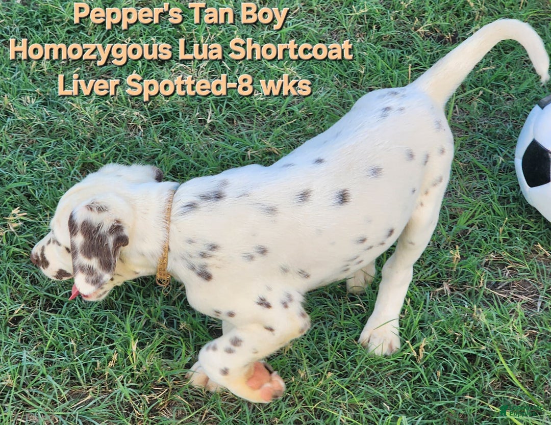 Dalmatian dogs for sale: Peppers Tan Boy - Image 14