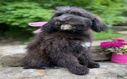 Standard Poodle dogs for sale: Gypsy - Image 22