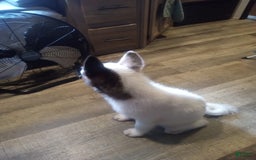 categoriesInfo:categoryAttributeOptions.pets.dogs.breed.akita dogs for sale: Mulan - Image 5