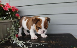 English Bulldog dogs for sale: Raisin - Image 5