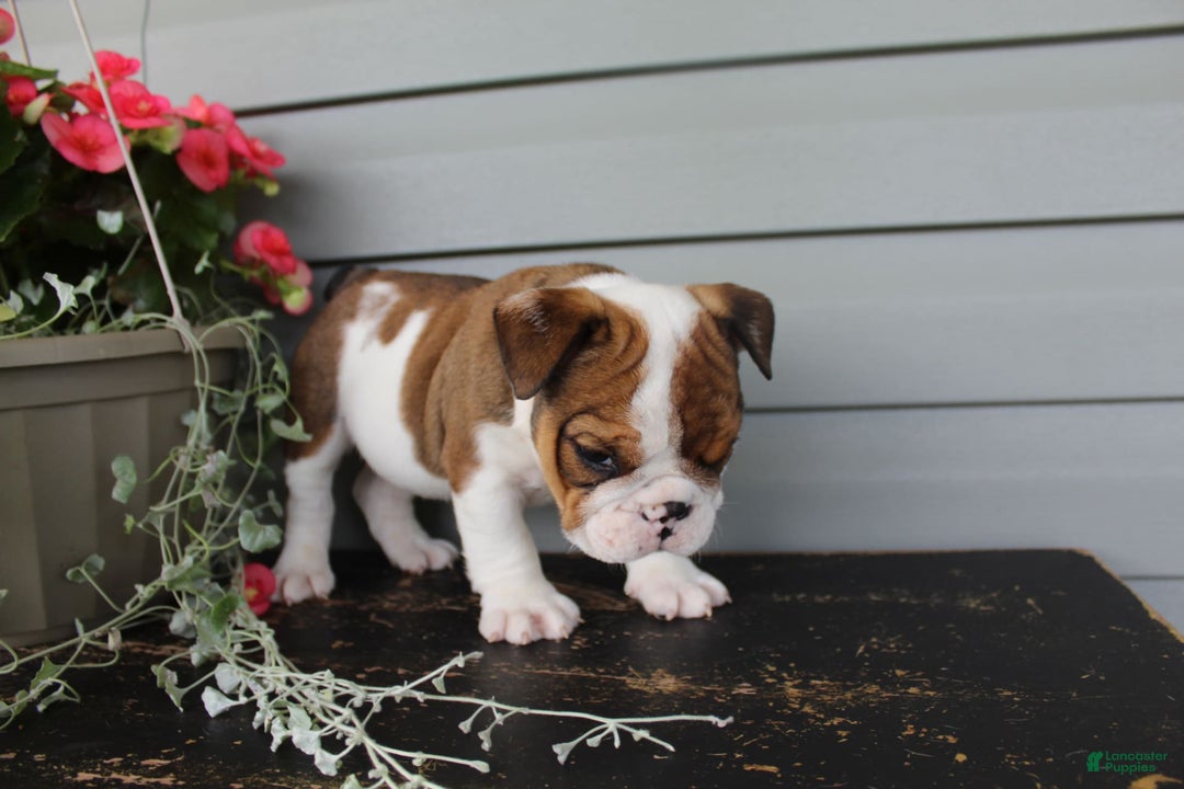 English Bulldog dogs for sale: Raisin - Image 5