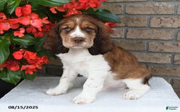 English Springer Spaniel dogs for sale: Carter - Image 3