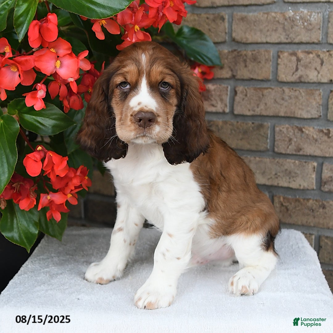 English Springer Spaniel dogs for sale: Carter - Image 3