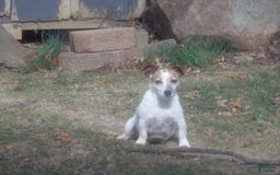 Jack Russell Terrier dogs for sale: Franklin - Image 17