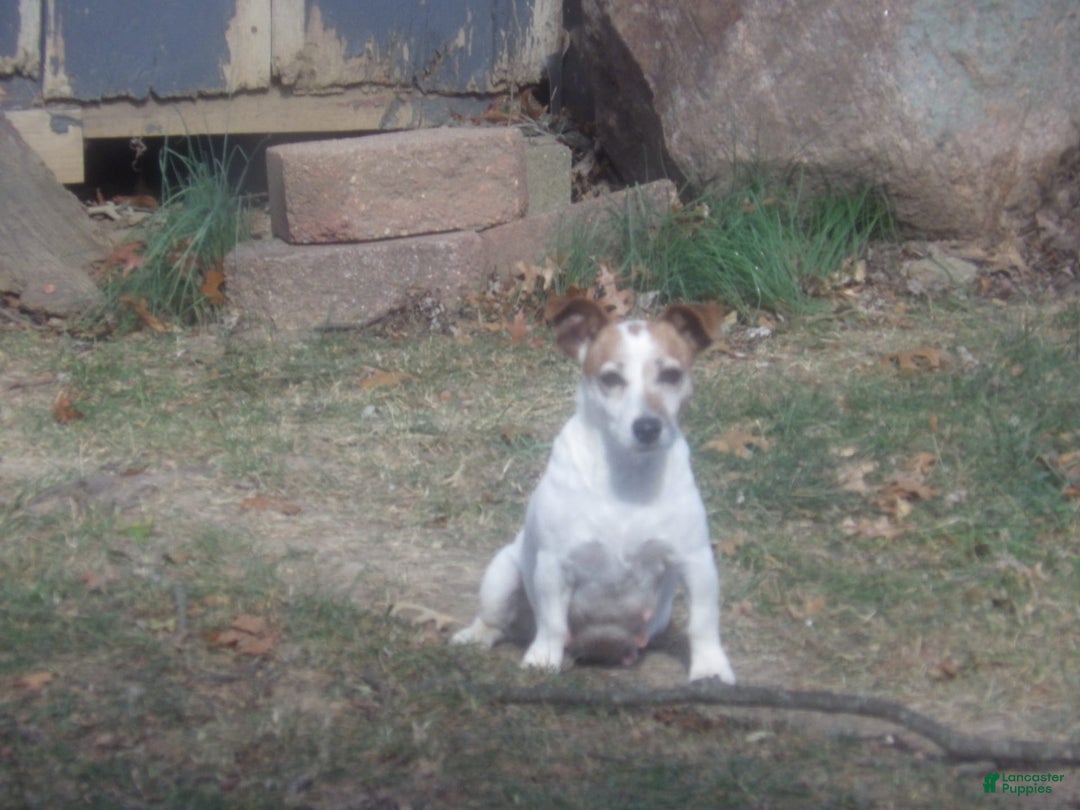 Jack Russell Terrier dogs for sale: Franklin - Image 17