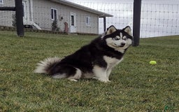 Pomsky dogs for sale: Bluey - Image 12