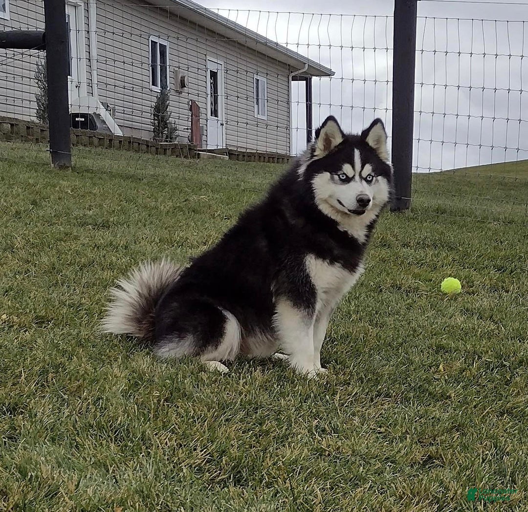 Pomsky dogs for sale: Bluey - Image 12