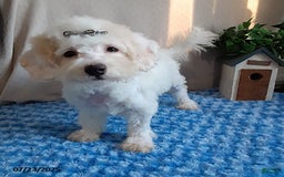 Bichpoo dogs for sale: Colby - Image 7