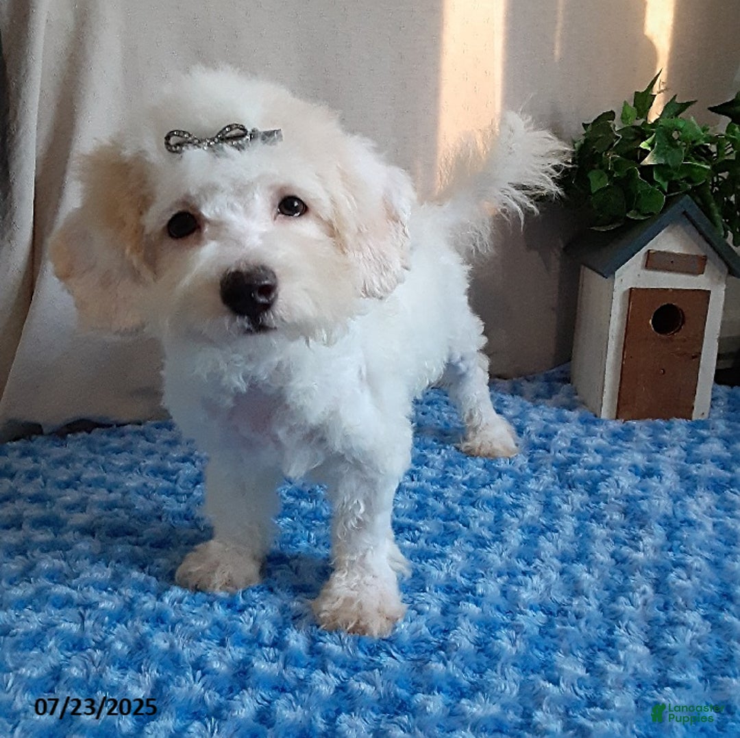 Bichpoo dogs for sale: Colby - Image 7