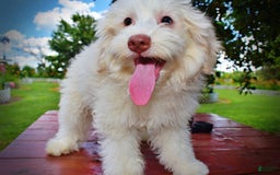 Havapoo dogs for sale: Valiant - Image 3